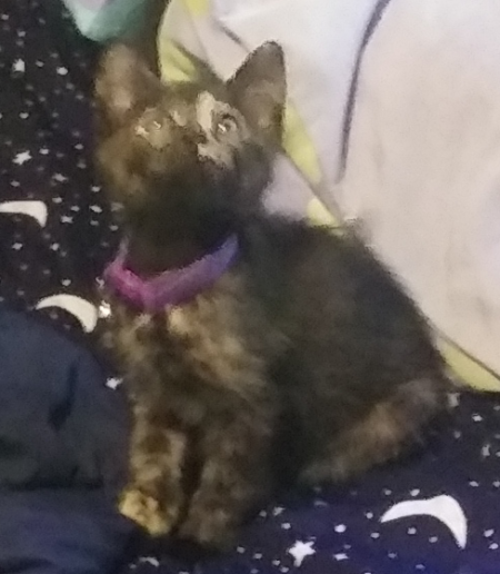 very blurry photo of a kitten